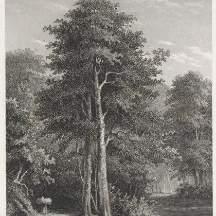 Bosgezicht. Gravure op basis van tekening uit 1852.