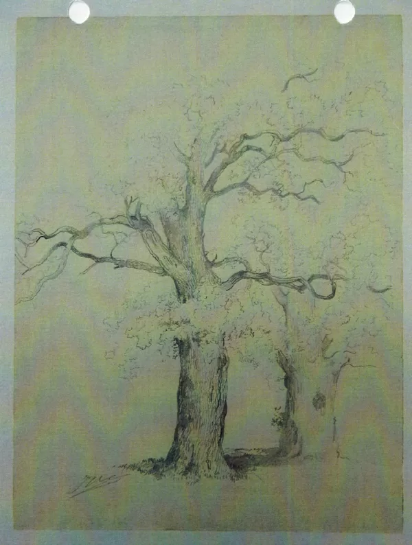 Studie van twee eiken. Tekening. Ongedateerd.